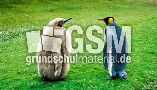 Königspinguin (1 von 84).jpg